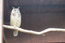 image36