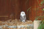 image37