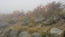 image99